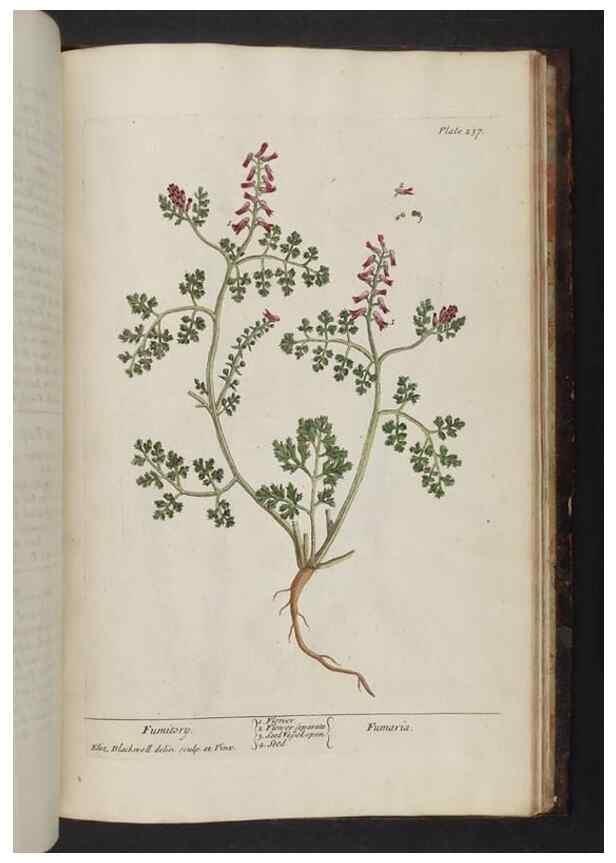 Reproducción/Reproduction 8252824158: A curious herbal. London : Printed for Samuel Harding, 1737-1739.