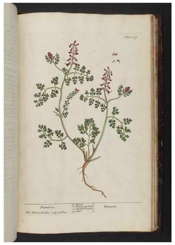 Reproducción/Reproduction 8252824158: A curious herbal. London : Printed for Samuel Harding, 1737-1739.