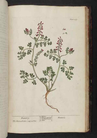Reproducción/Reproduction 8252824158: A curious herbal. London : Printed for Samuel Harding, 1737-1739.