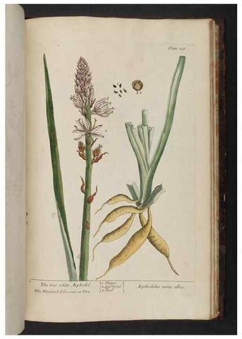 Reproducción/Reproduction 8252824372: A curious herbal. London : Printed for Samuel Harding, 1737-1739.
