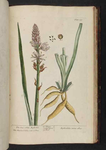 Reproducción/Reproduction 8252824372: A curious herbal. London : Printed for Samuel Harding, 1737-1739.