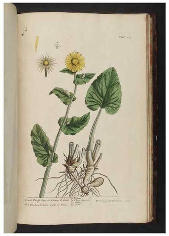 Reproducción/Reproduction 8251754295: A curious herbal. London : Printed for Samuel Harding, 1737-1739.