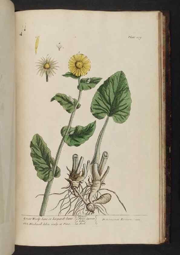 Reproducción/Reproduction 8251754295: A curious herbal. London : Printed for Samuel Harding, 1737-1739.