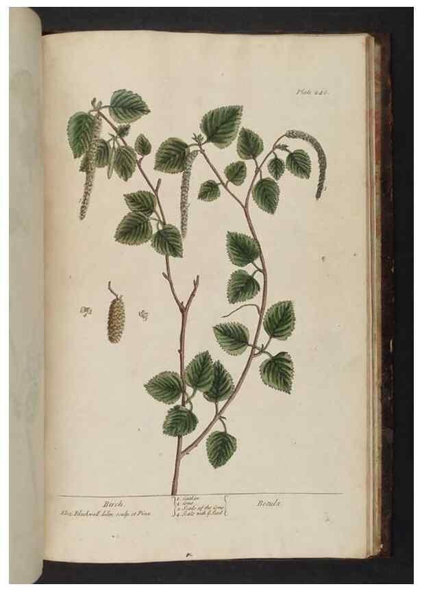 Reproducción/Reproduction 8251754471: A curious herbal. London : Printed for Samuel Harding, 1737-1739.