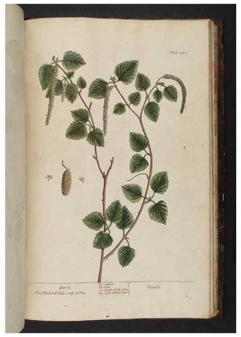 Reproducción/Reproduction 8251754471: A curious herbal. London : Printed for Samuel Harding, 1737-1739.
