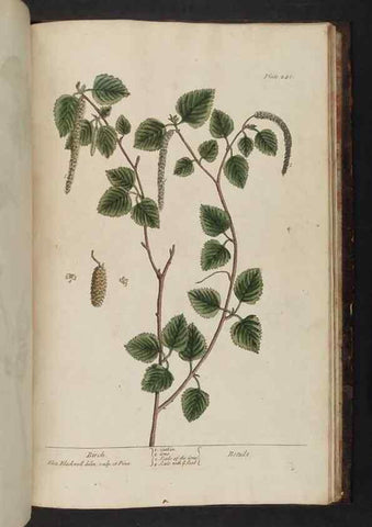 Reproducción/Reproduction 8251754471: A curious herbal. London : Printed for Samuel Harding, 1737-1739.