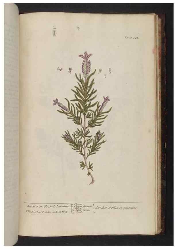 Reproducción/Reproduction 8251754623: A curious herbal. London : Printed for Samuel Harding, 1737-1739.