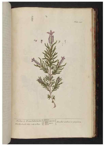 Reproducción/Reproduction 8251754623: A curious herbal. London : Printed for Samuel Harding, 1737-1739.