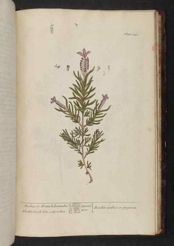 Reproducción/Reproduction 8251754623: A curious herbal. London : Printed for Samuel Harding, 1737-1739.