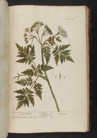 Reproducción/Reproduction 8251755005: A curious herbal. London : Printed for Samuel Harding, 1737-1739.