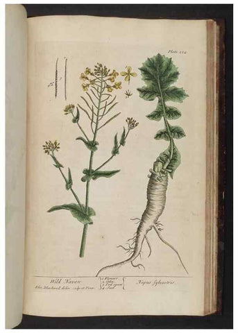 Reproducción/Reproduction 8251750637: A curious herbal. London : Printed for Samuel Harding, 1737-1739.