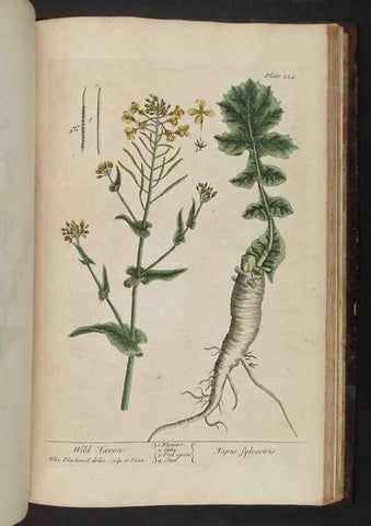 Reproducción/Reproduction 8251750637: A curious herbal. London : Printed for Samuel Harding, 1737-1739.