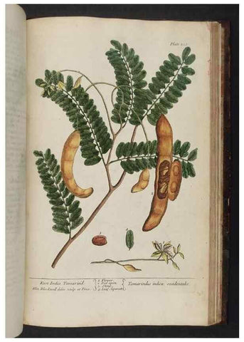 Reproducción/Reproduction 8251749857: A curious herbal. London : Printed for Samuel Harding, 1737-1739.