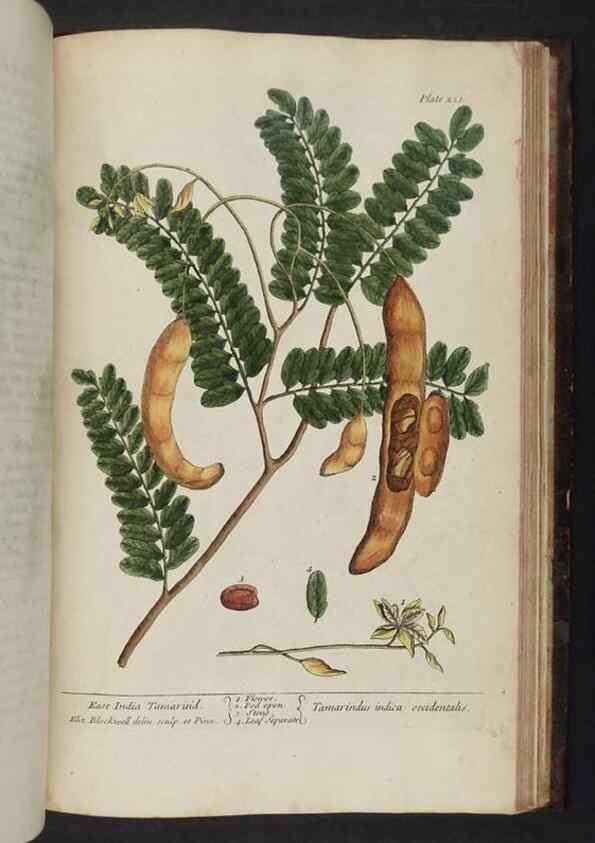 Reproducción/Reproduction 8251749857: A curious herbal. London : Printed for Samuel Harding, 1737-1739.