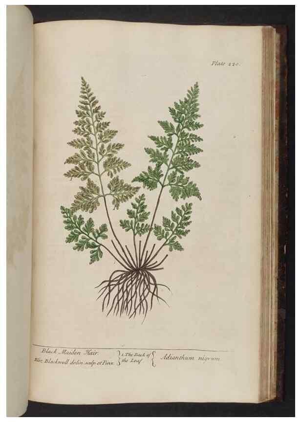 Reproducción/Reproduction 8252819922: A curious herbal. London : Printed for Samuel Harding, 1737-1739.