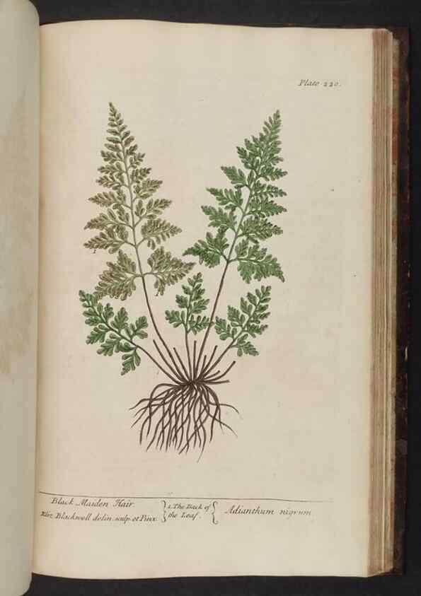Reproducción/Reproduction 8252819922: A curious herbal. London : Printed for Samuel Harding, 1737-1739.