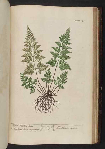 Reproducción/Reproduction 8252819922: A curious herbal. London : Printed for Samuel Harding, 1737-1739.