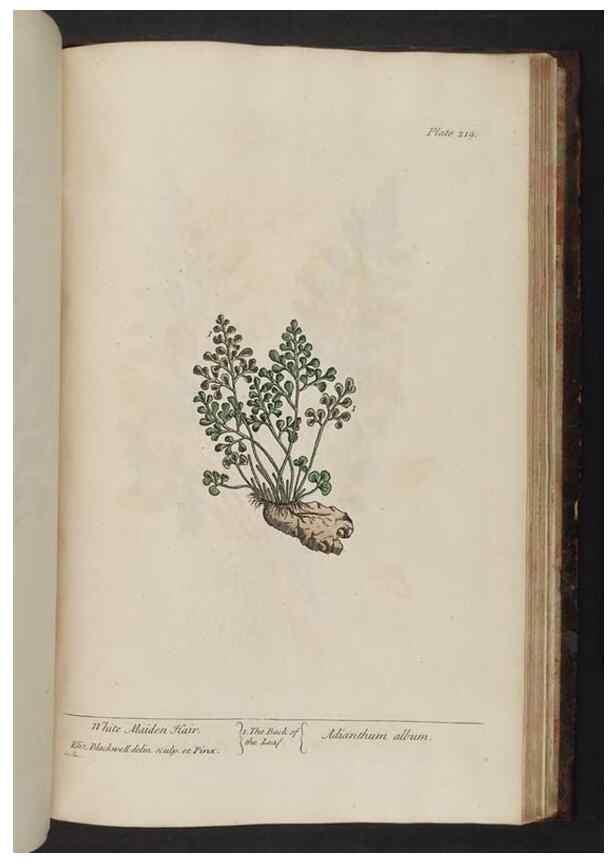 Reproducción/Reproduction 8252819680: A curious herbal. London : Printed for Samuel Harding, 1737-1739.