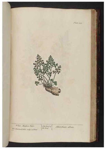 Reproducción/Reproduction 8252819680: A curious herbal. London : Printed for Samuel Harding, 1737-1739.