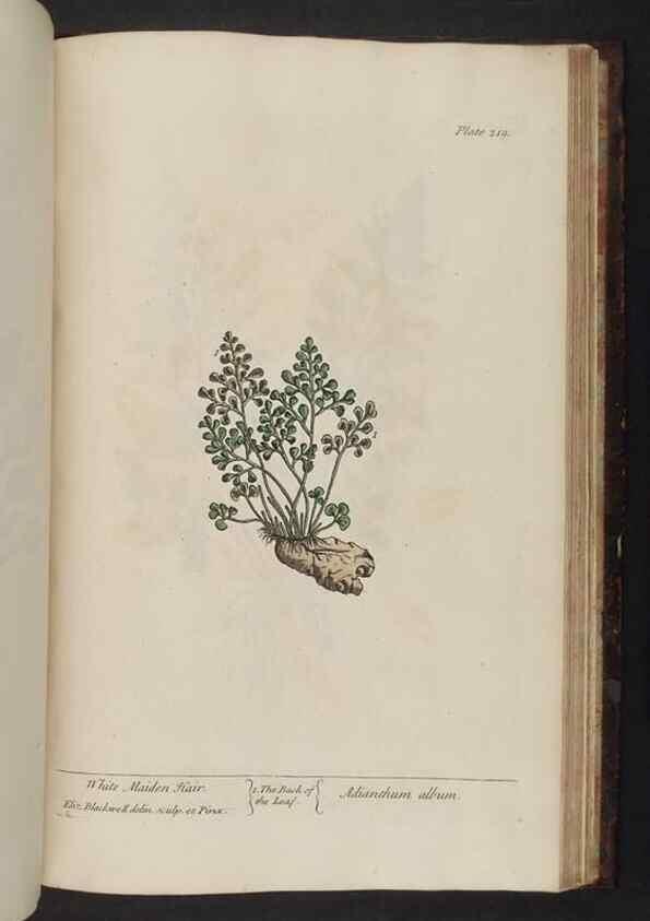 Reproducción/Reproduction 8252819680: A curious herbal. London : Printed for Samuel Harding, 1737-1739.