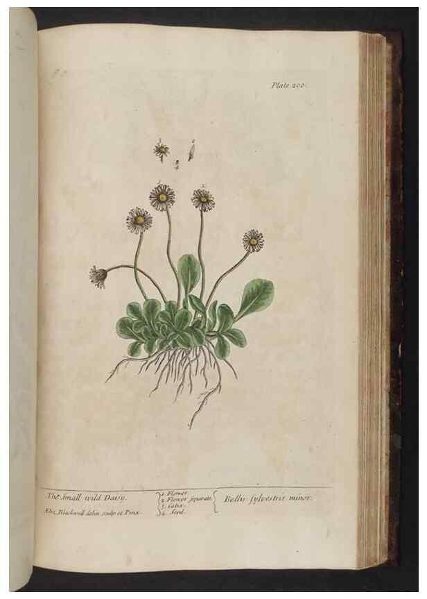 Reproducción/Reproduction 8252815492: A curious herbal. London : Printed for Samuel Harding, 1737-1739.
