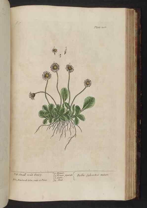 Reproducción/Reproduction 8252815492: A curious herbal. London : Printed for Samuel Harding, 1737-1739.