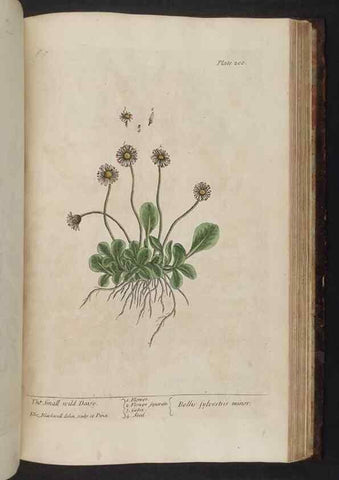 Reproducción/Reproduction 8252815492: A curious herbal. London : Printed for Samuel Harding, 1737-1739.
