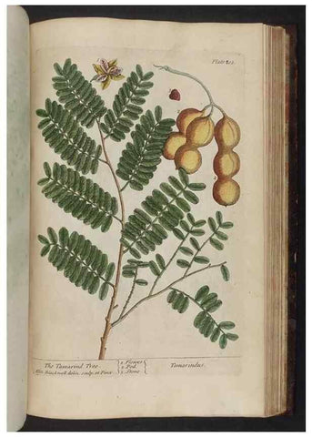 Reproducción/Reproduction 8252815656: A curious herbal. London : Printed for Samuel Harding, 1737-1739.