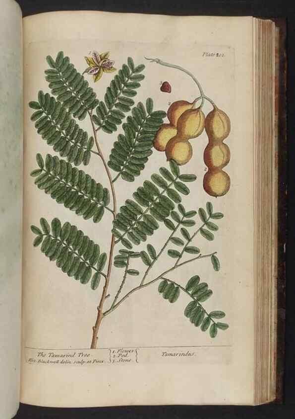 Reproducción/Reproduction 8252815656: A curious herbal. London : Printed for Samuel Harding, 1737-1739.