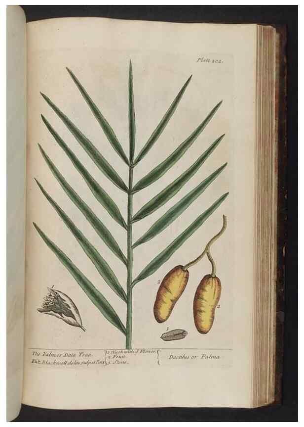 Reproducción/Reproduction 8251745393: A curious herbal. London : Printed for Samuel Harding, 1737-1739.