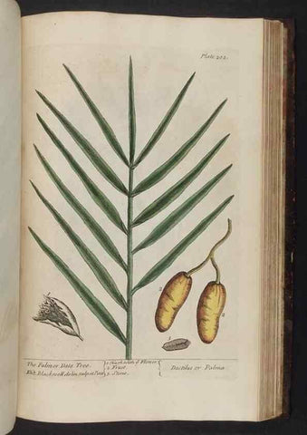 Reproducción/Reproduction 8251745393: A curious herbal. London : Printed for Samuel Harding, 1737-1739.