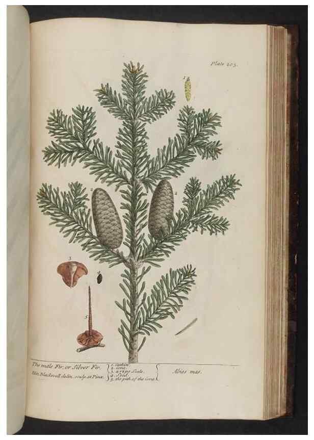 Reproducción/Reproduction 8252815936: A curious herbal. London : Printed for Samuel Harding, 1737-1739.