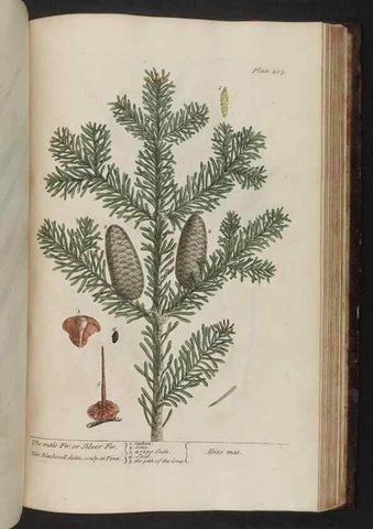 Reproducción/Reproduction 8252815936: A curious herbal. London : Printed for Samuel Harding, 1737-1739.