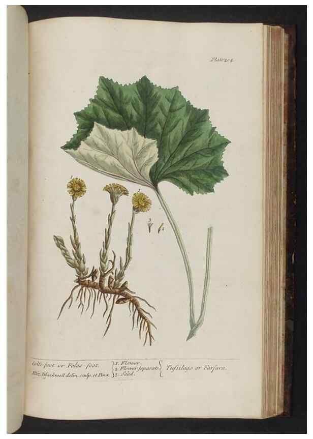 Reproducción/Reproduction 8251745711: A curious herbal. London : Printed for Samuel Harding, 1737-1739.