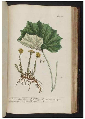 Reproducción/Reproduction 8251745711: A curious herbal. London : Printed for Samuel Harding, 1737-1739.