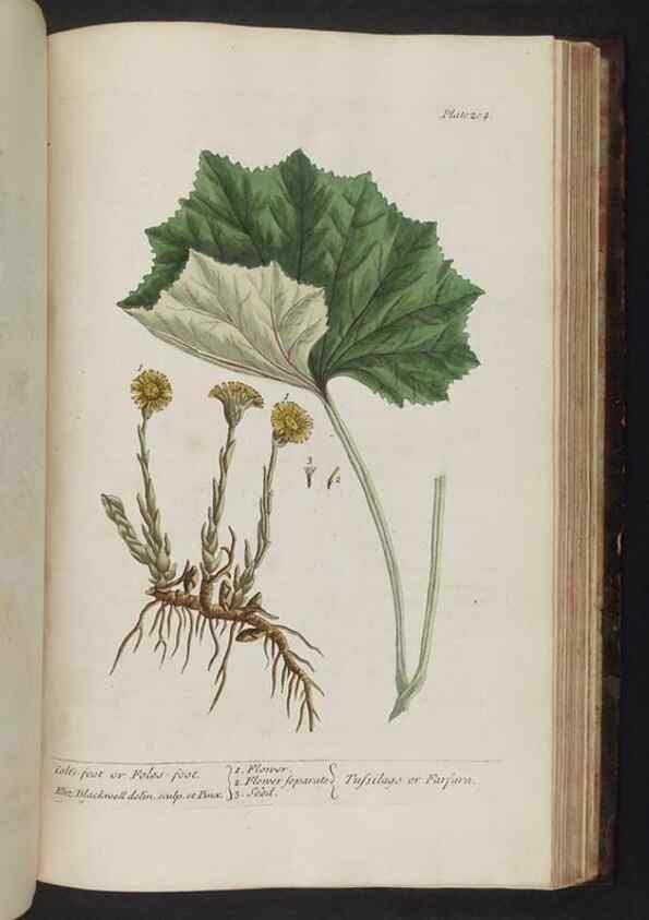 Reproducción/Reproduction 8251745711: A curious herbal. London : Printed for Samuel Harding, 1737-1739.