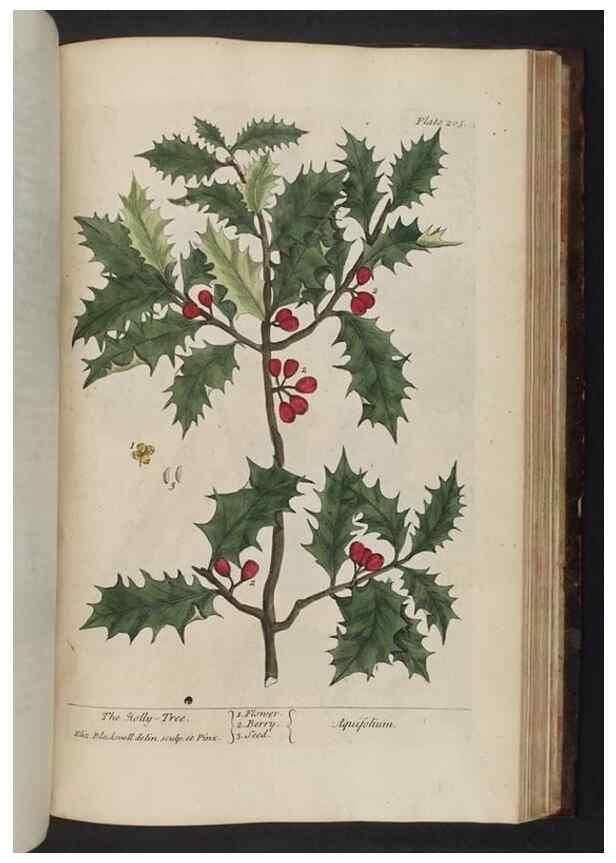 Reproducción/Reproduction 8251745849: A curious herbal. London : Printed for Samuel Harding, 1737-1739.