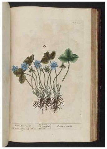 Reproducción/Reproduction 8252816784: A curious herbal. London : Printed for Samuel Harding, 1737-1739.