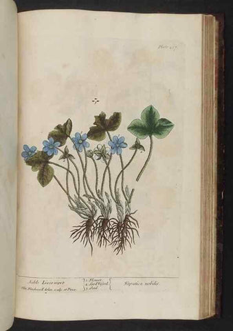 Reproducción/Reproduction 8252816784: A curious herbal. London : Printed for Samuel Harding, 1737-1739.