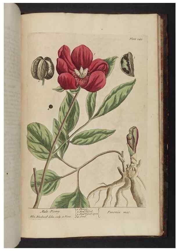 Reproducción/Reproduction 8252825710: A curious herbal. London : Printed for Samuel Harding, 1737-1739.