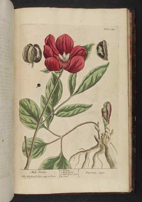 Reproducción/Reproduction 8252825710: A curious herbal. London : Printed for Samuel Harding, 1737-1739.