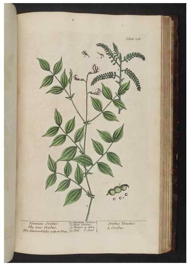 Reproducción/Reproduction 8251746671: A curious herbal. London : Printed for Samuel Harding, 1737-1739.