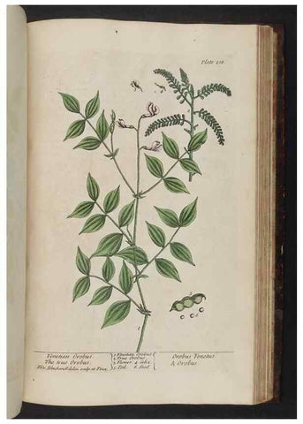 Reproducción/Reproduction 8251746671: A curious herbal. London : Printed for Samuel Harding, 1737-1739.