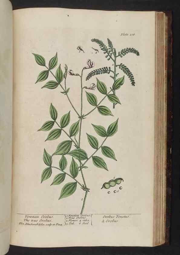 Reproducción/Reproduction 8251746671: A curious herbal. London : Printed for Samuel Harding, 1737-1739.