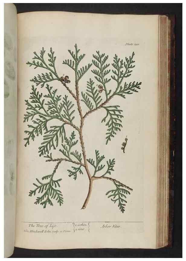 Reproducción/Reproduction 8252817556: A curious herbal. London : Printed for Samuel Harding, 1737-1739.