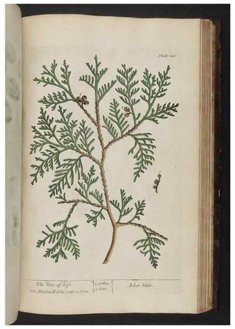 Reproducción/Reproduction 8252817556: A curious herbal. London : Printed for Samuel Harding, 1737-1739.
