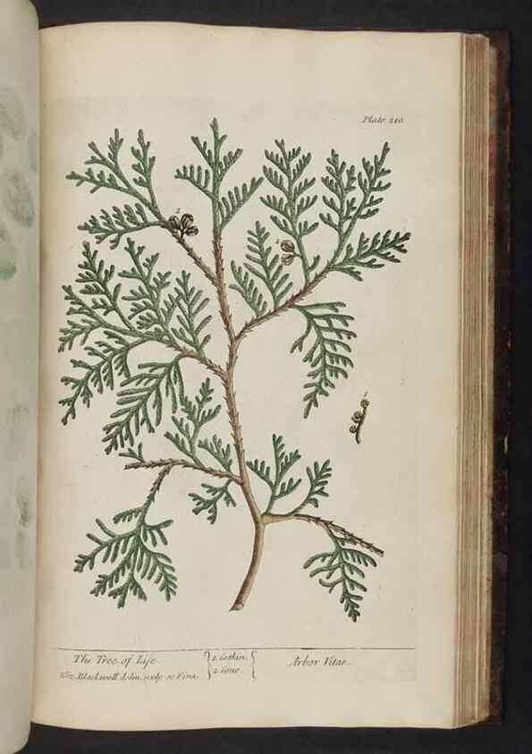 Reproducción/Reproduction 8252817556: A curious herbal. London : Printed for Samuel Harding, 1737-1739.