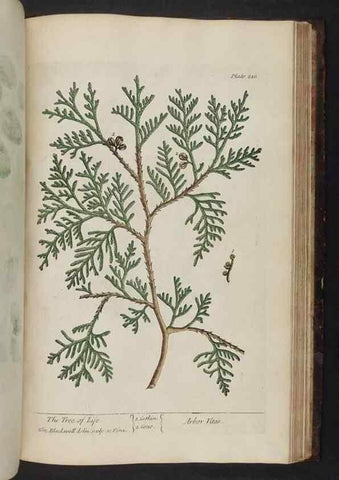 Reproducción/Reproduction 8252817556: A curious herbal. London : Printed for Samuel Harding, 1737-1739.