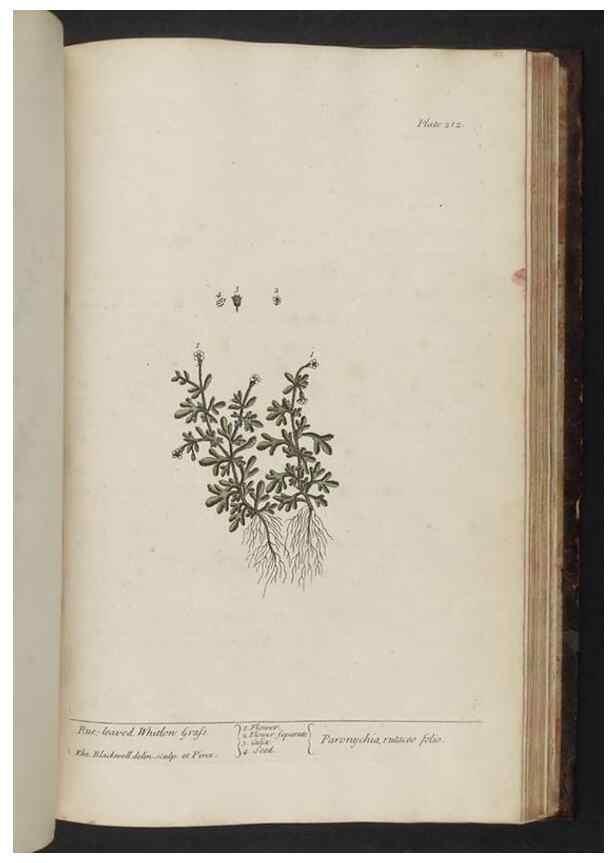 Reproducción/Reproduction 8251747565: A curious herbal. London : Printed for Samuel Harding, 1737-1739.