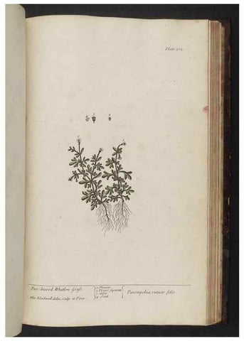 Reproducción/Reproduction 8251747565: A curious herbal. London : Printed for Samuel Harding, 1737-1739.